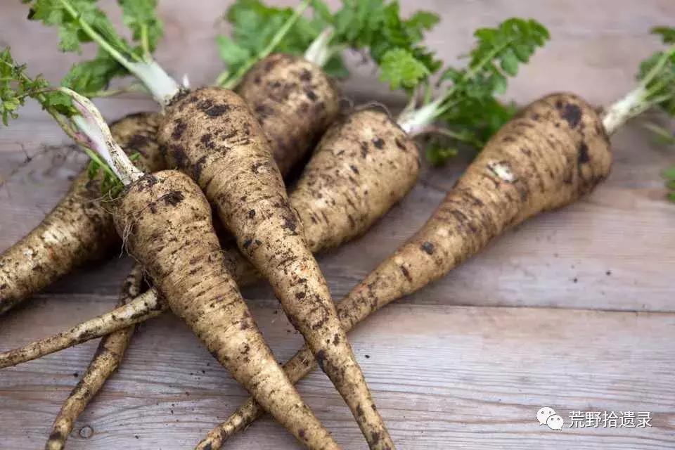 你知道胡萝卜是怎么来的吗,胡萝卜的演化史