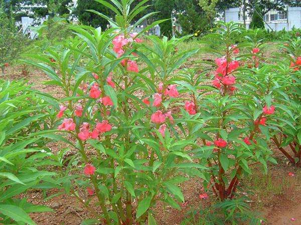 凤仙花是什么植物,凤仙花的特点有哪些