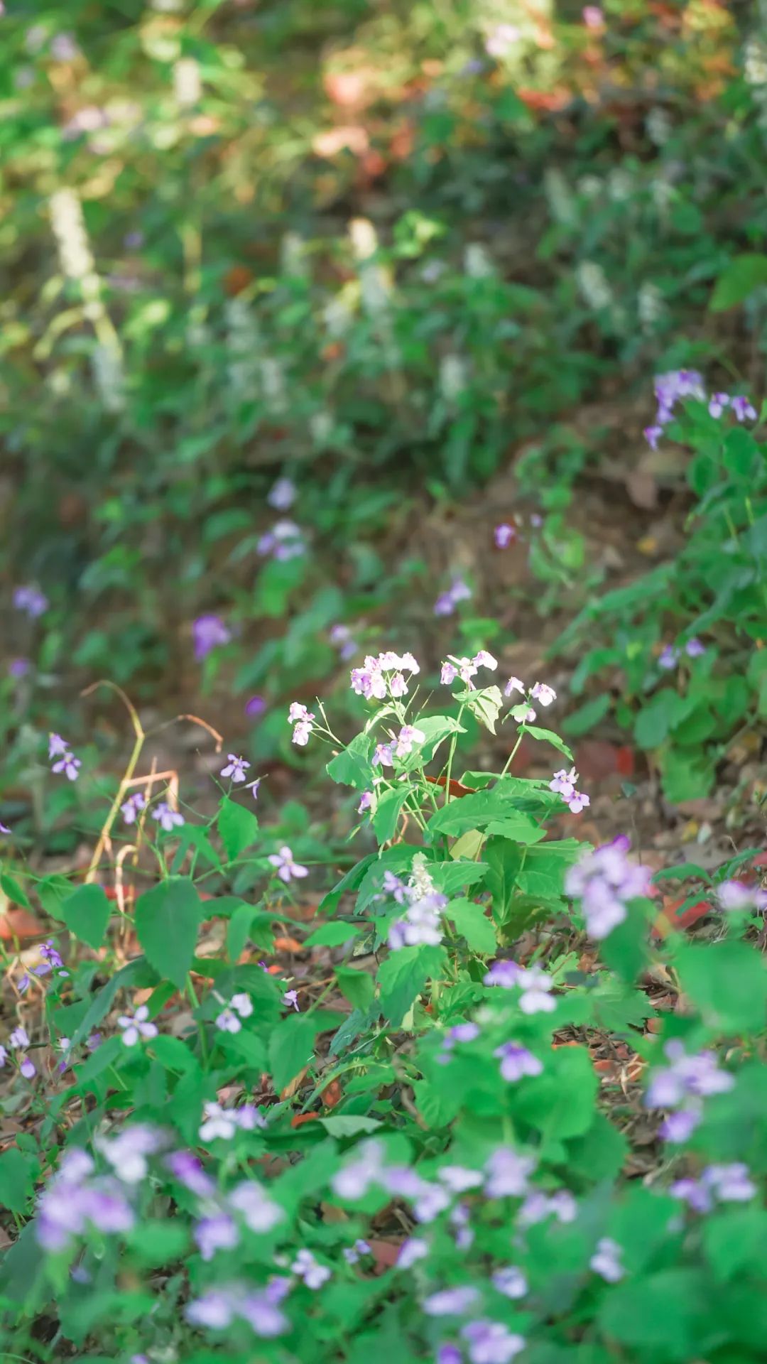 黄鹤楼细支神秘花园,黄鹤楼神秘花园