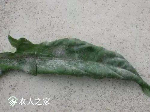 每日一课100个常识,真菌感染必备知识