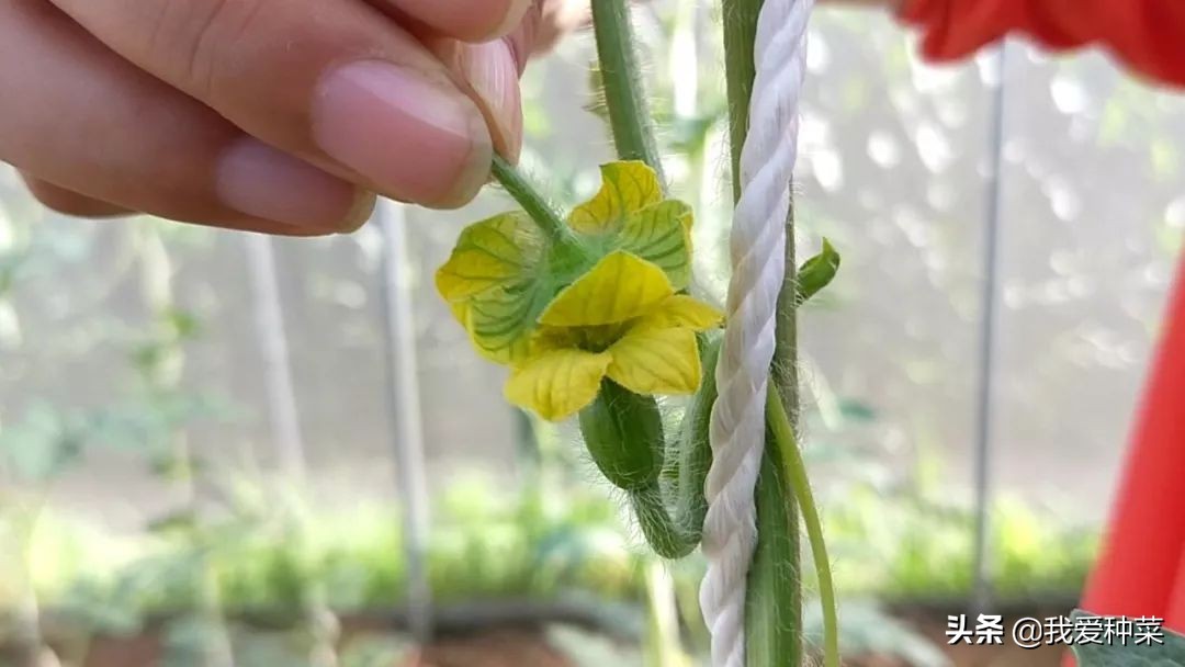 地里栽西瓜,露天西瓜种植一步一步教你