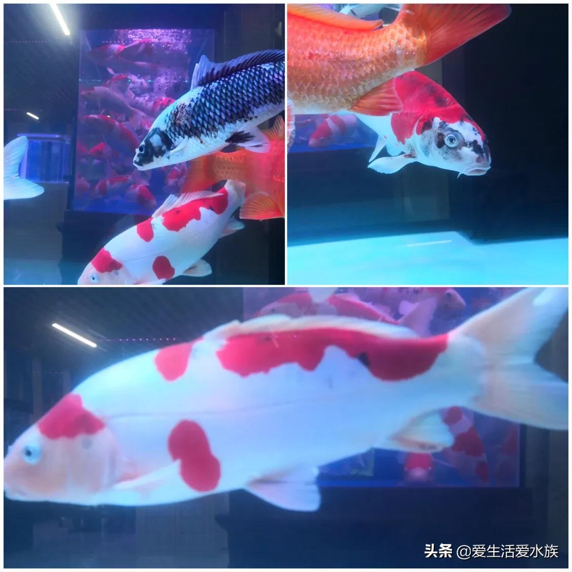 锦鲤身体烂能治好吗,锦鲤治病期间为啥不喂食了