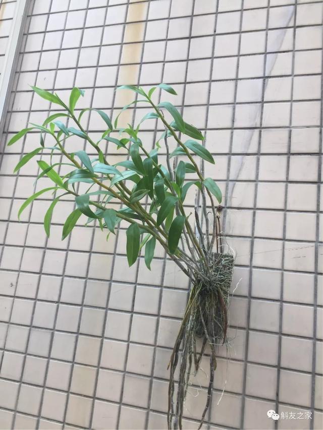 石斛兰用苔藓包着水培不烂根吗,石斛兰花烂根要怎么挽救