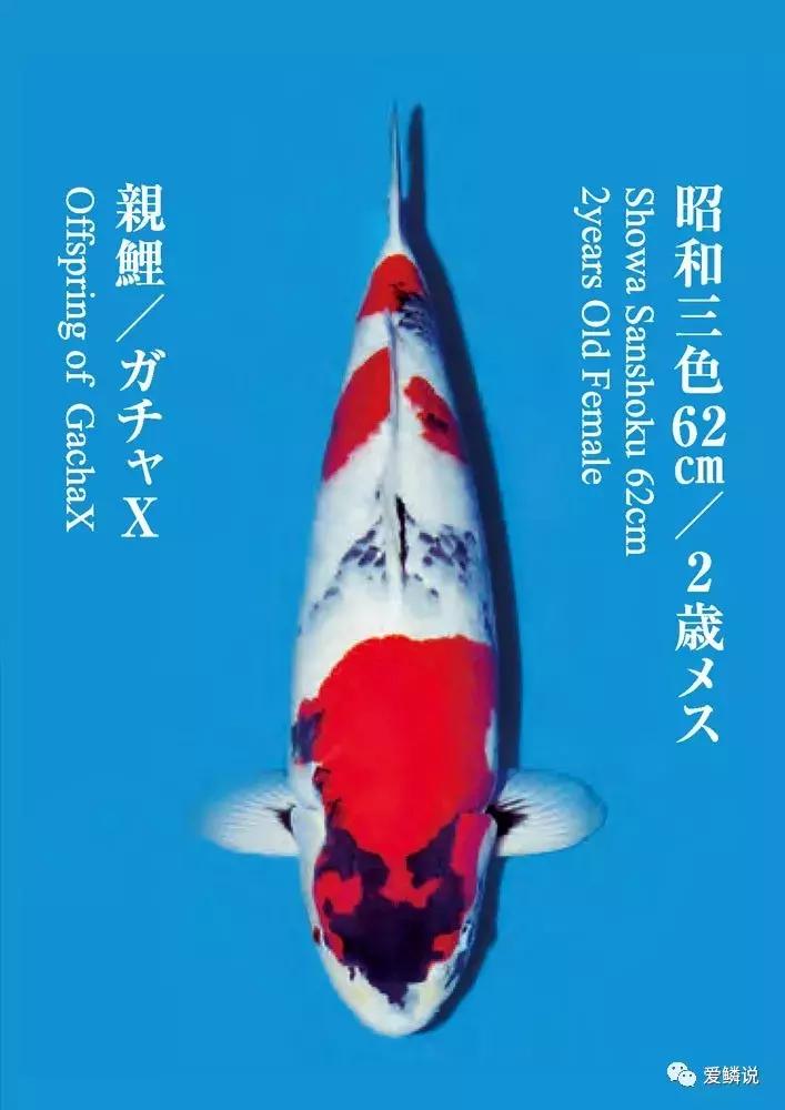 鲤界“老司机”的干货分享，少走弯路