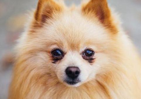 养狗铲屎官必备小妙招,铲屎官养狗注意事项