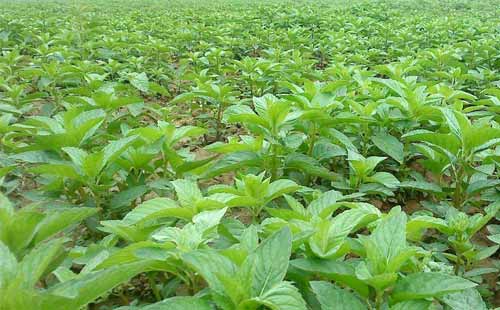 陌上薄荷沁野香，采叶为茶，串花叠韵