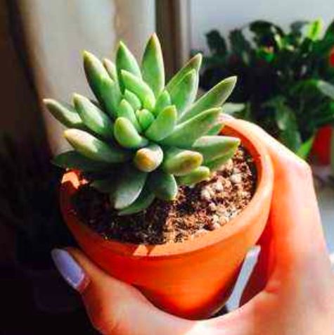 千佛手需要勤浇水吗怎么养,多肉千佛手怎样快速爆盆