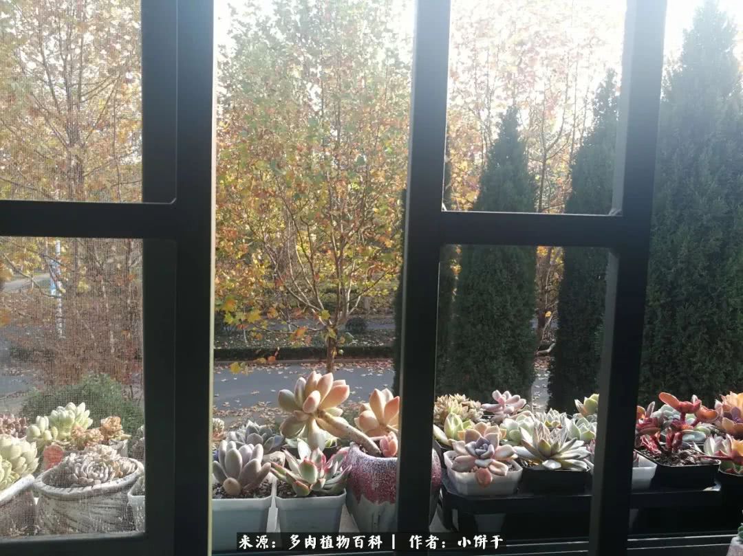 无肉不欢的肉瘾少女，日日沉迷于美色无法自拔！