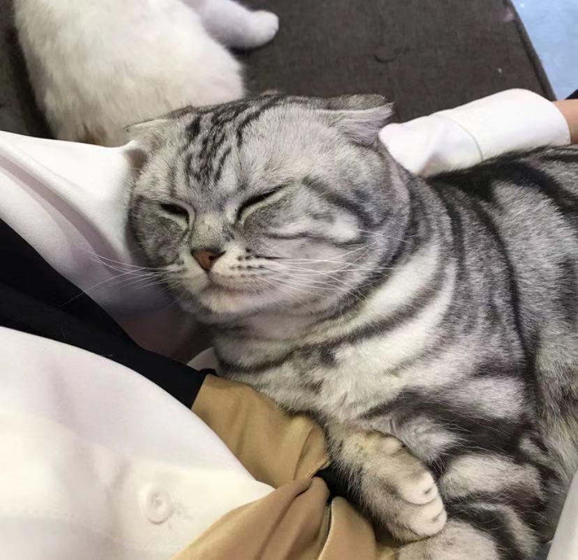 秦皇岛这只网红猫日常“巡逻”你见过吗?岛上还有这些撸猫好去处~