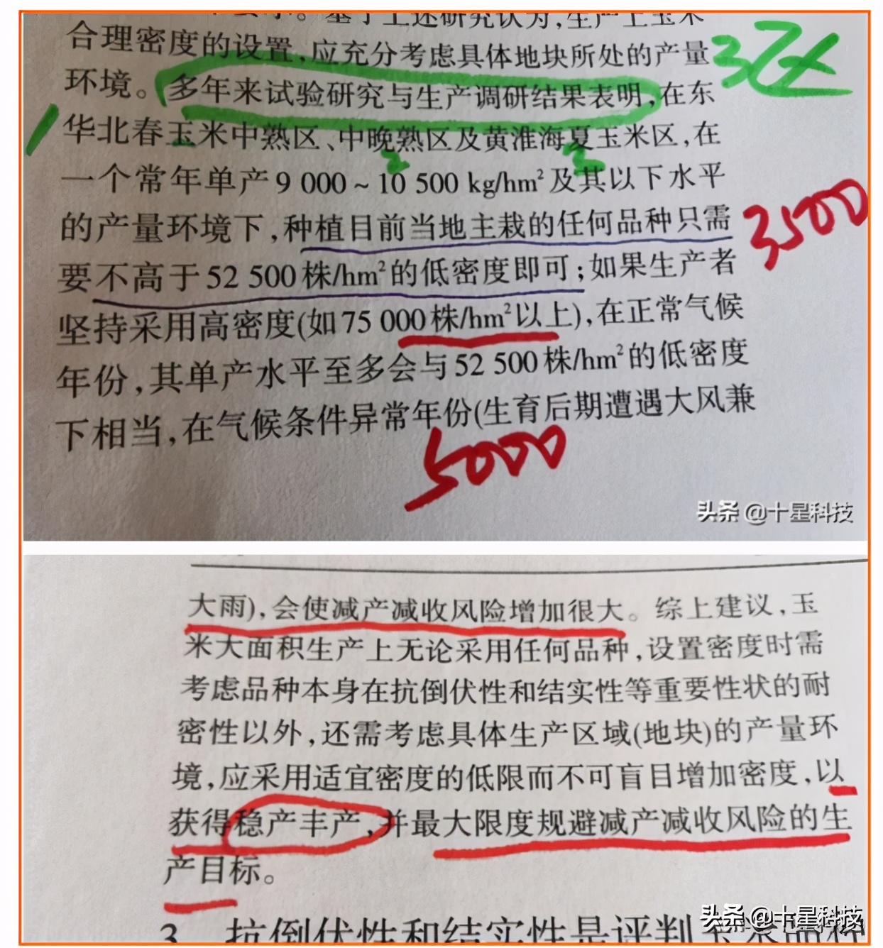 玉米密植高产还是稀植高产,玉米品种稀植品种有哪些