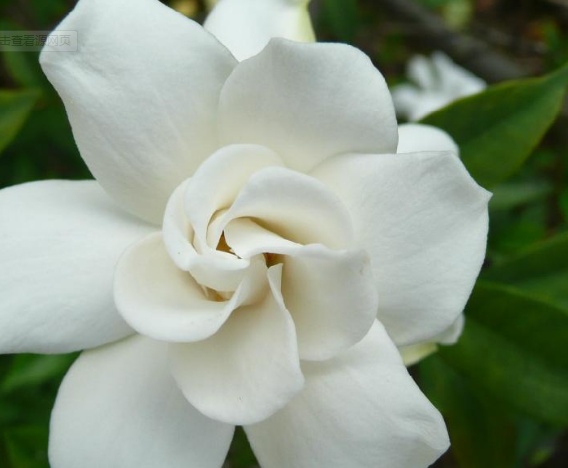 栀子花叶黄怎么办视频,栀子花用什么肥料最好