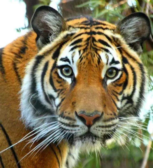 没有熊猫可爱，其他珍稀动物就活该灭绝？