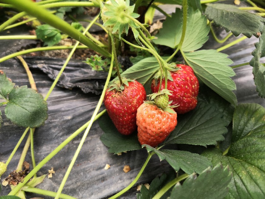 长沙附近摘草莓的地方在哪里,长沙开福区周边摘草莓的地方