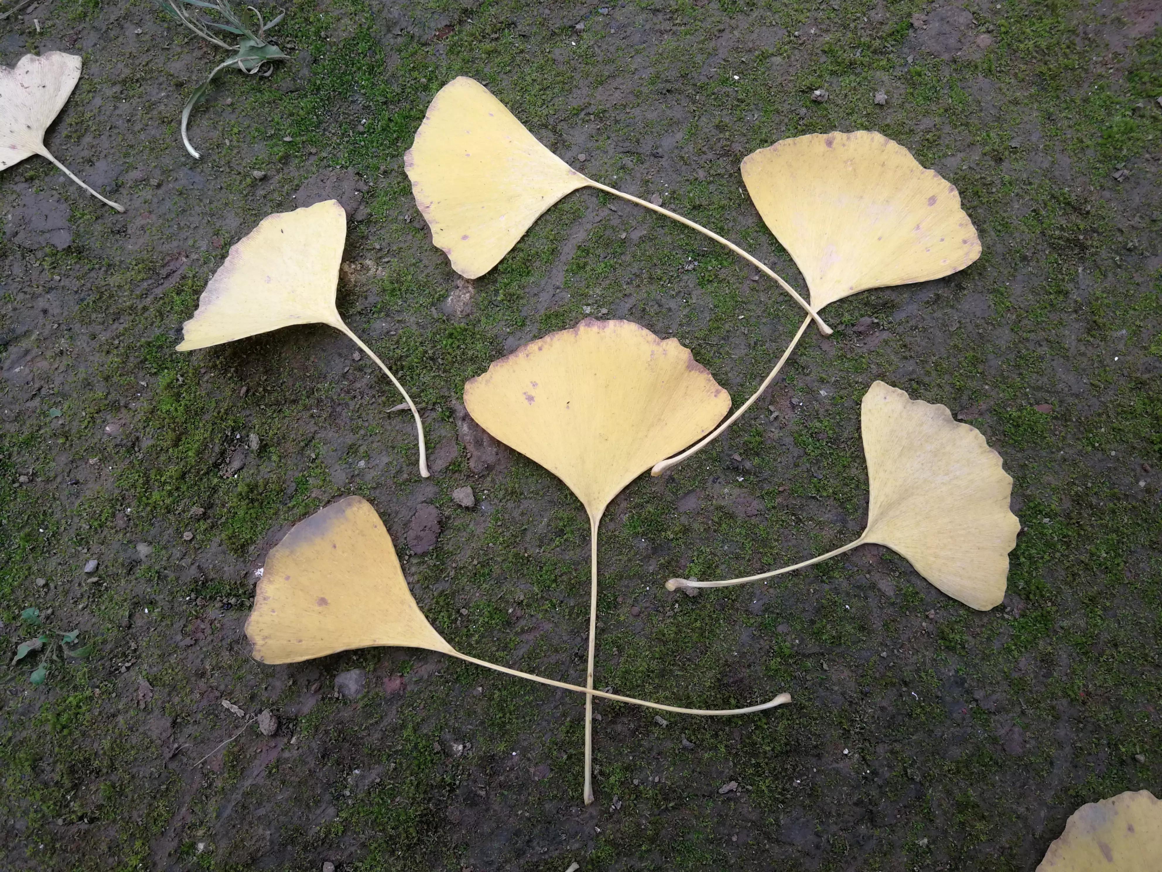 刘禹锡典故,刘禹锡的成语故事