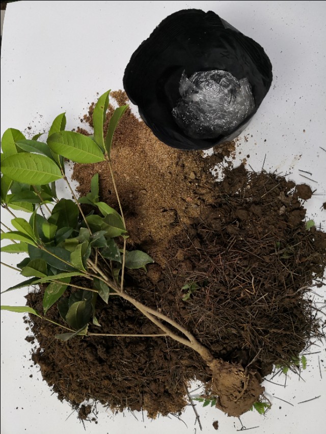 网购桂花盆栽,网购的花养多久才能活