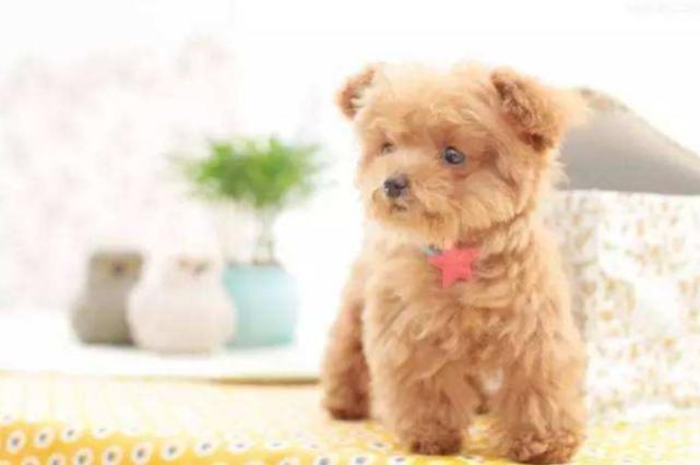 达克宁能治狗狗真菌吗,狗癣用达克宁擦多少天才能治好啊