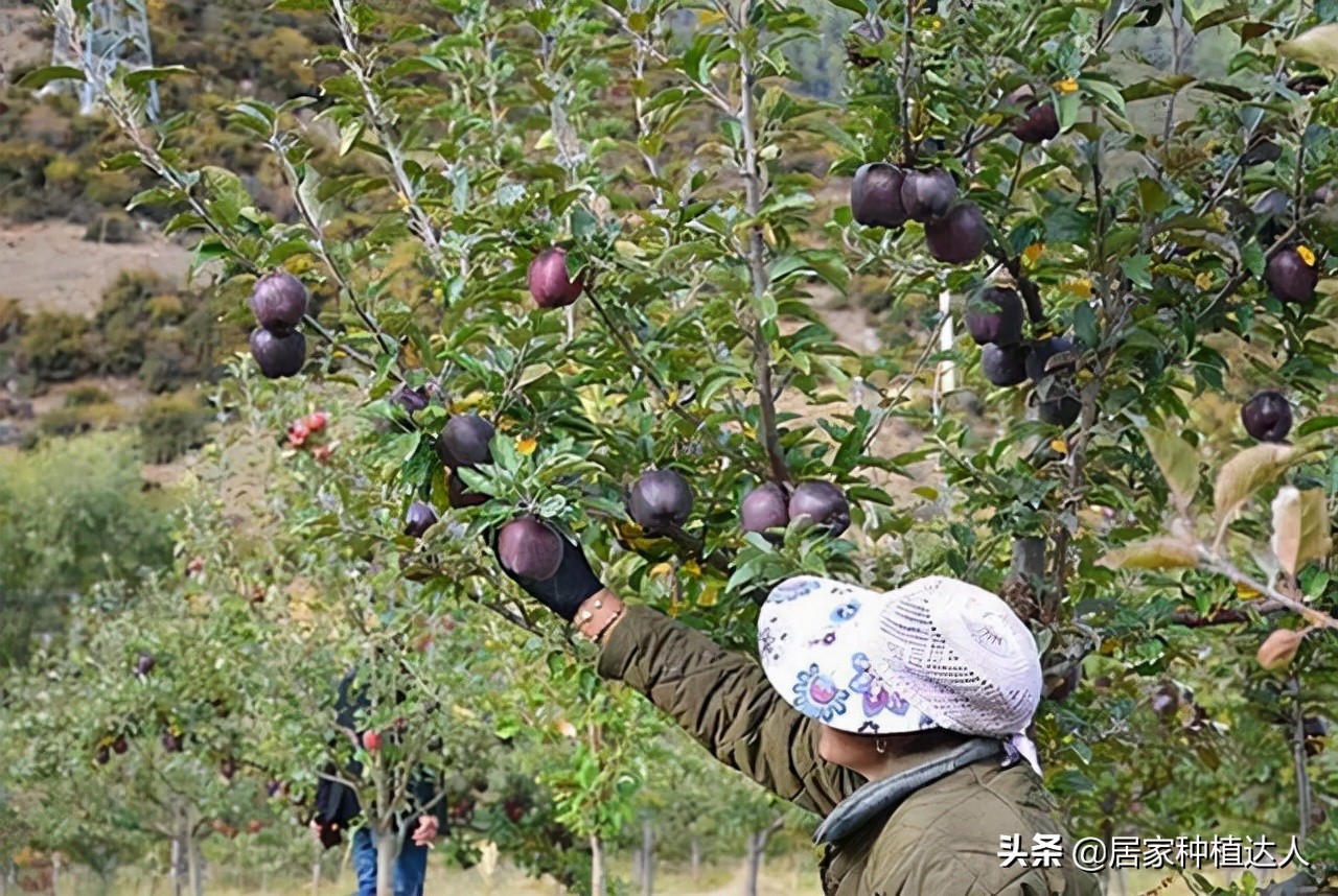 湖北适合种植的耐旱耐寒的坚果树,当今既抗寒又耐高温四季常绿树