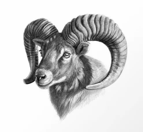 绱犳弿鍏ラ棬鍔ㄧ墿,绱犳弿鍔ㄧ墿瑙ｆ瀽