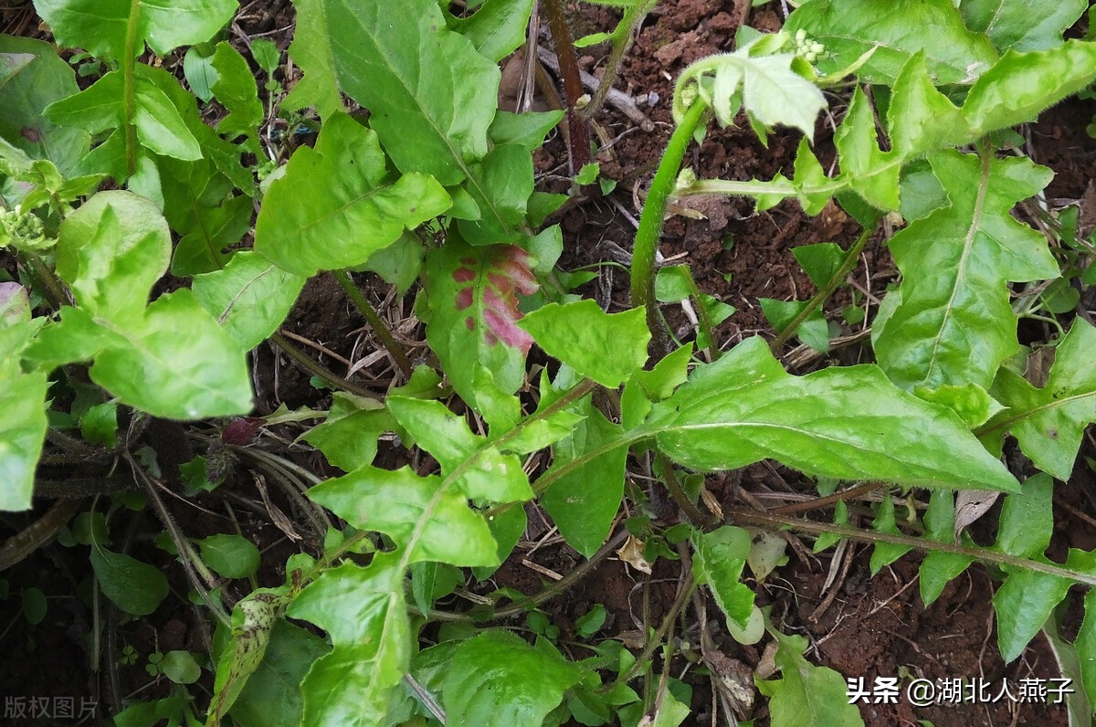 常见野菜的种类和图片大全 (各种野菜大全带图片)