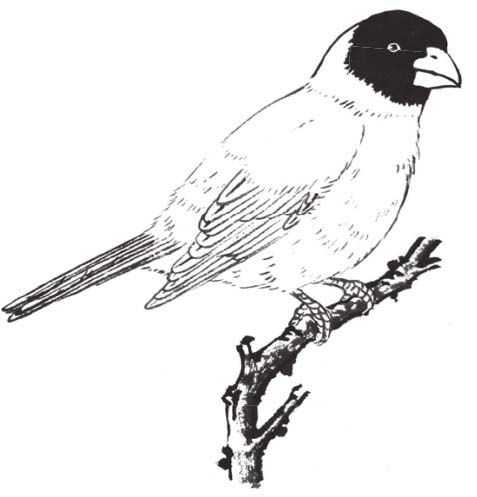 蜡嘴雀工笔画,蜡嘴鸟画画教程