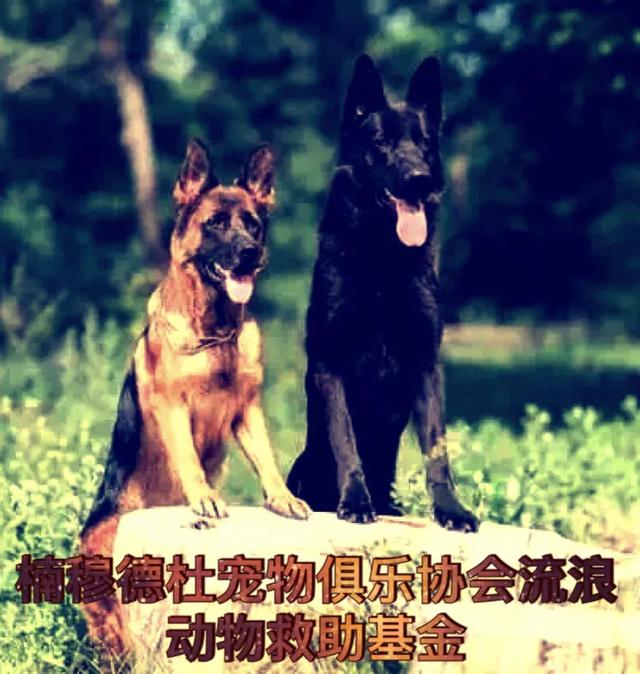 楠穆德杜流浪宠物俱乐公益协会