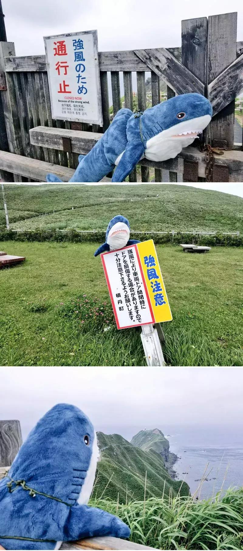 日推网友分享：被幸福饲养的鲨鱼宝宝，每一张都戳中萌点