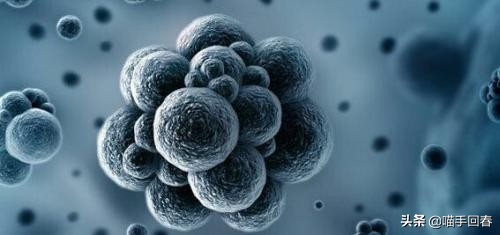 猫咪得了病治不好要安乐死吗,猫咪得了猫腹水安乐死