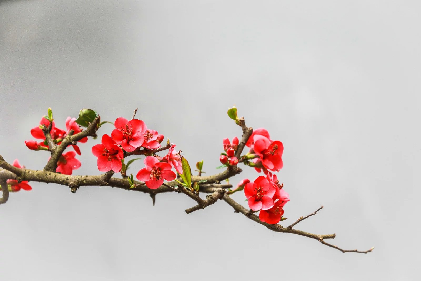 海棠花的不同品种,春天里盛开的海棠花不同品种