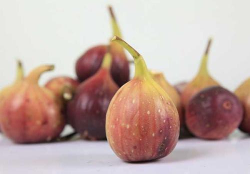 无花果树如何养殖,无花果树怎么养殖