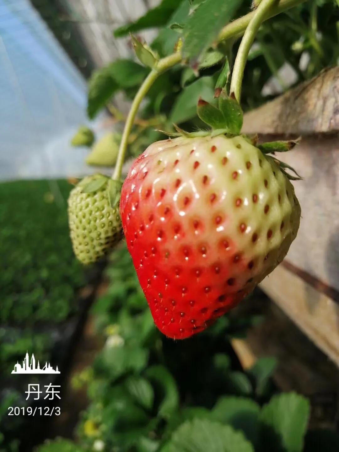 丹东99草莓直播,丹东99草莓罐头