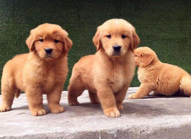 新手铲屎官金毛,新手铲屎官如何挑选健康的猫咪