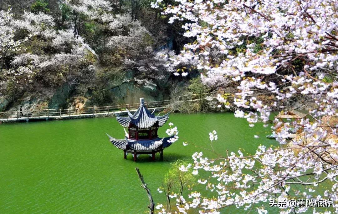 清凉寨樱花最佳赏花时间,清凉寨中华樱花