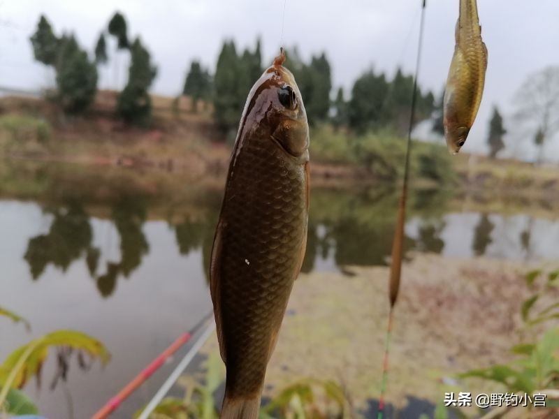 野钓懒人半水调漂最快方法,半水调漂最快最简单实用野钓方法