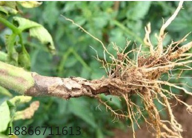 番茄茎杆变黑枯萎怎么回事,番茄黑茎病怎么治