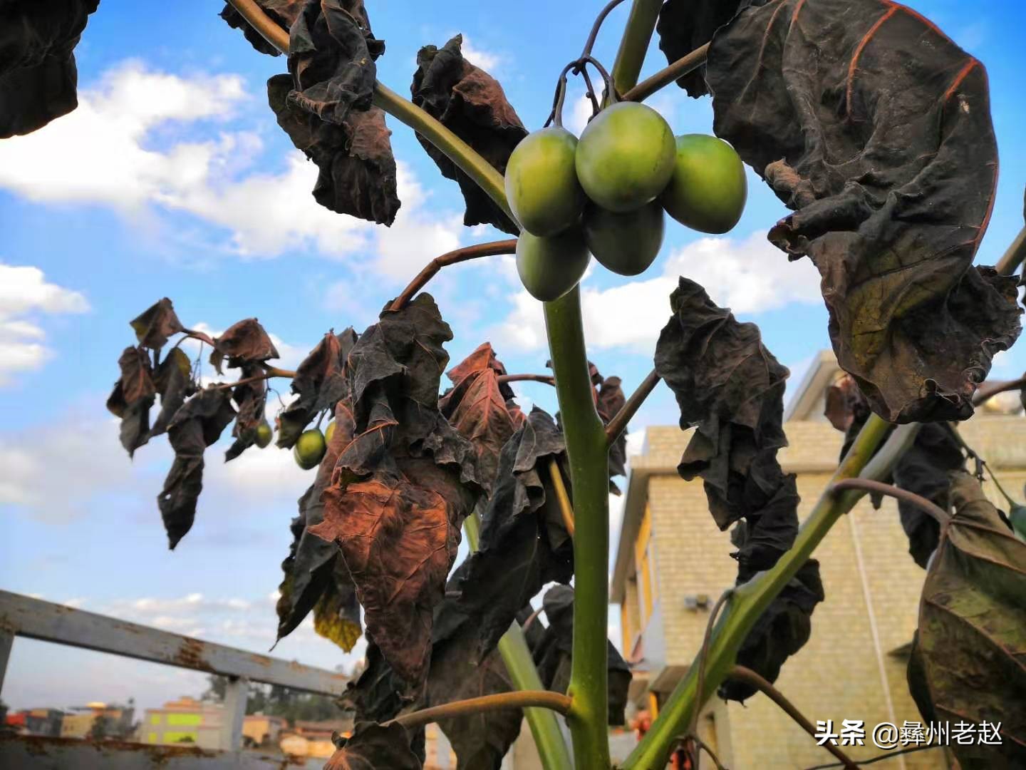 露天种植番茄如何预防霜冻,如何防止果树受冻