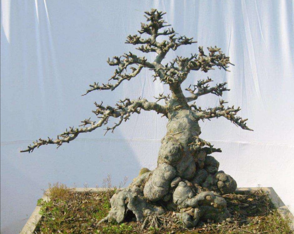 榆树疙瘩怎么制作盆景,榆树疙瘩盆景制作技巧