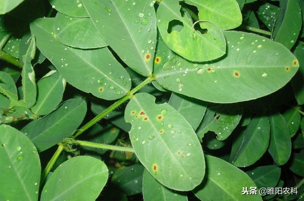 白粉病的药对炭疽病有效果吗,炭疽病叶斑病叶枯病用什么药