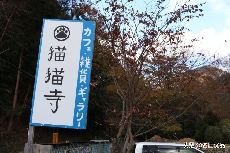 20岁少年建“猫猫寺”，和尚住持全是猫咪，网友：不敢撸不敢吸