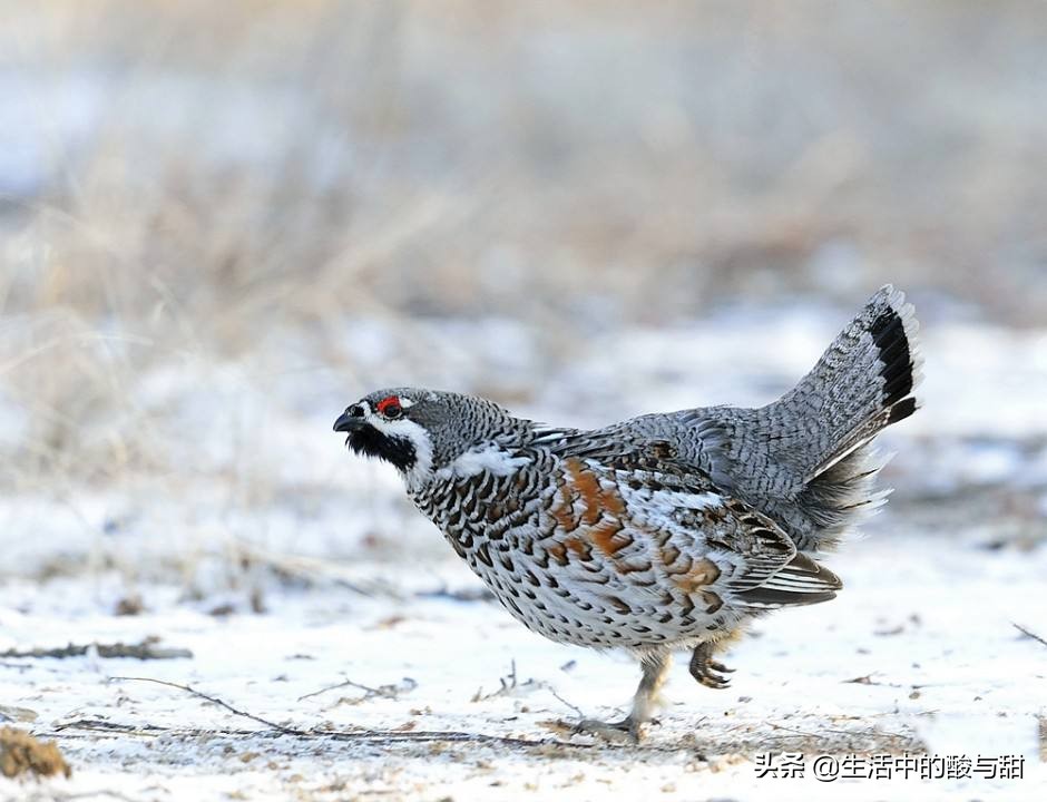 飞龙鸟肉,飞龙鸟叫什么