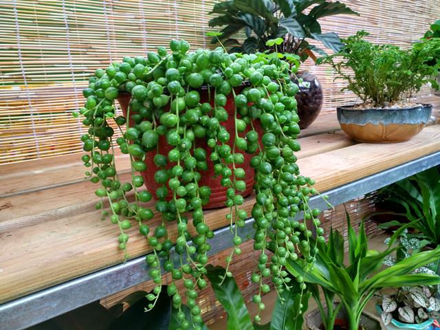 佛珠为什么容易爆盆,佛珠干瘪但是开花如何养