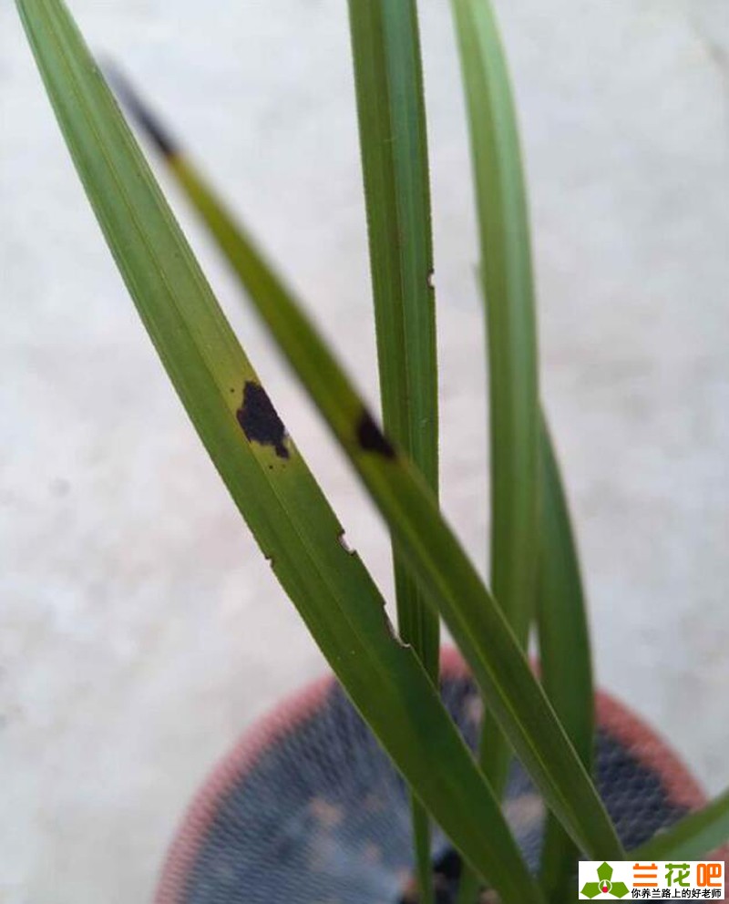 兰花叶片有黑斑怎么治,兰花叶片黑斑原因和补救方法