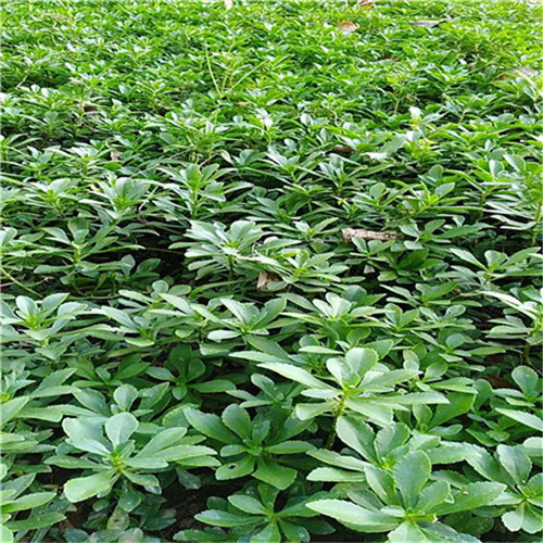 养心菜救心菜种植密度,2022年种植救心菜前景如何