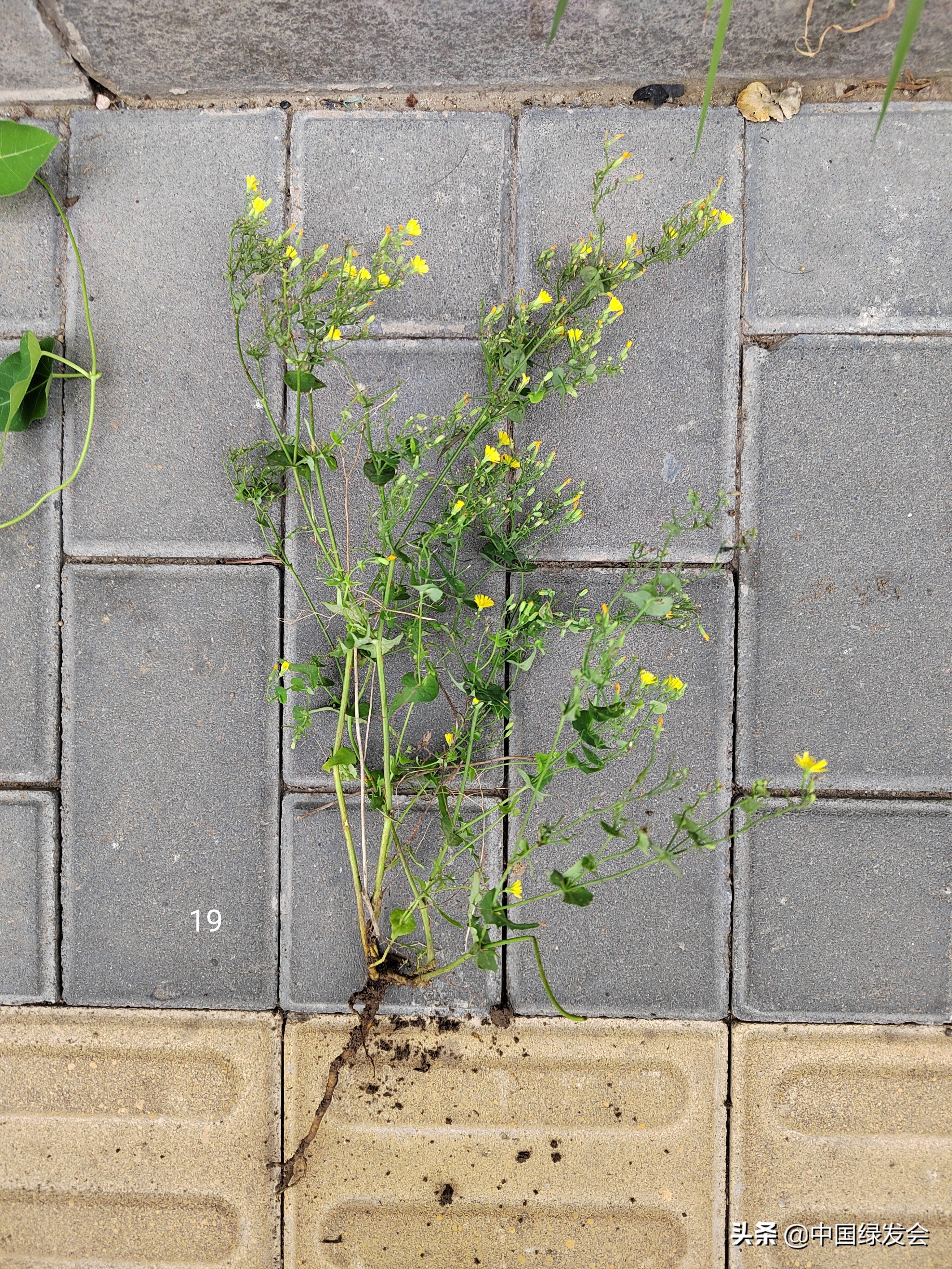 去野草留“精华”，整齐划一的草坪如何体现北京生物多样性？