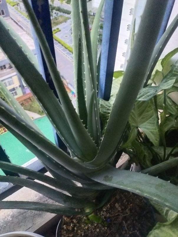 盆栽芦荟在室内夏季高温怎么浇水,芦荟冬季怎么浇水才能让它长大呢