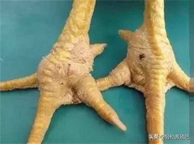 鸡群里零星跛脚怎么治疗,鸡瘫痪拉水白绿粪便怎么办