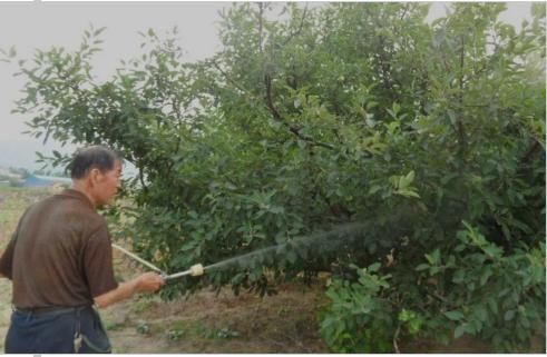 草履蚧预防季节,大球蚧怎么防治