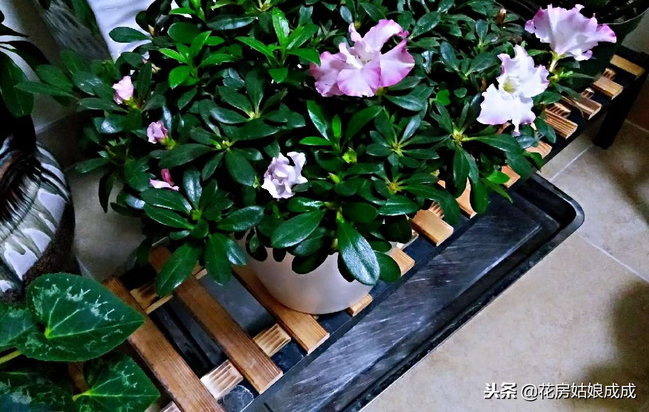 杜鹃花掉叶子怎么补救,杜鹃花掉叶的补救方法