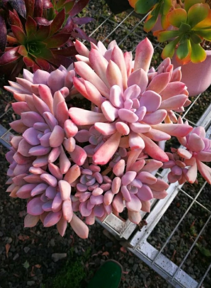 多肉爱神丘比特,多肉之象牙玉缀