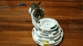 家里不同意养猫,家里不让养猫怎么让家长同意养猫