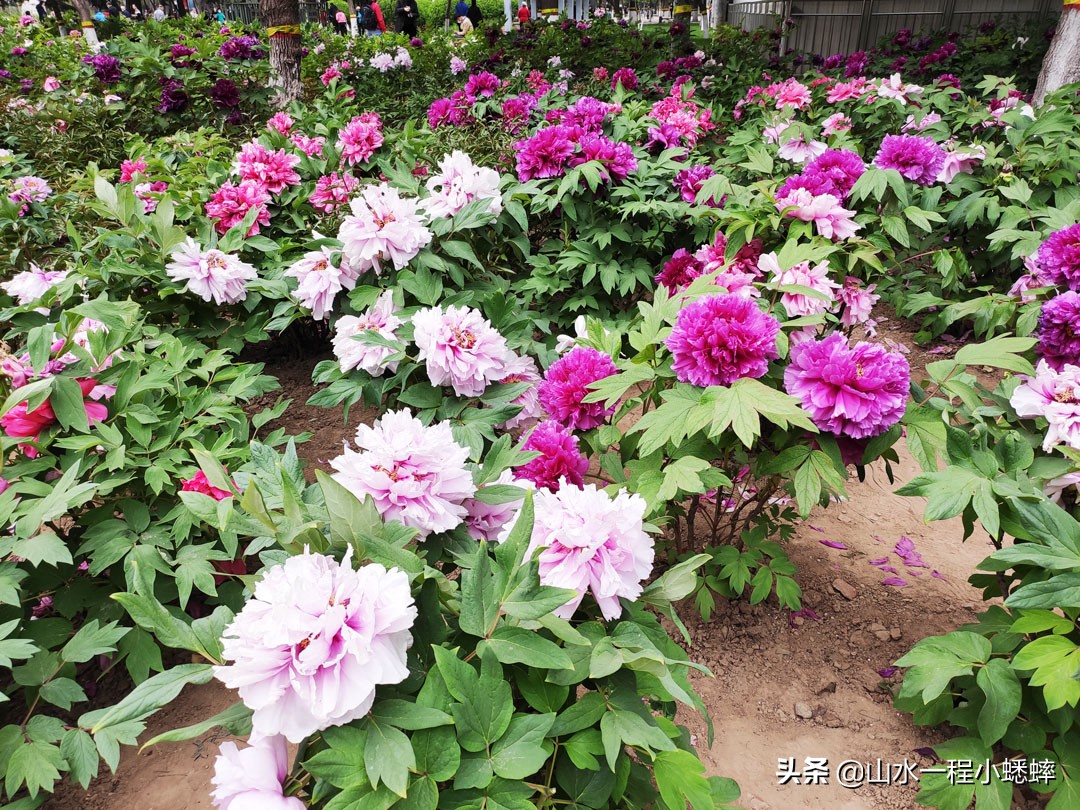 长安公园不愧是石家庄公园老大，牡丹花开真国色,游人如织来长安